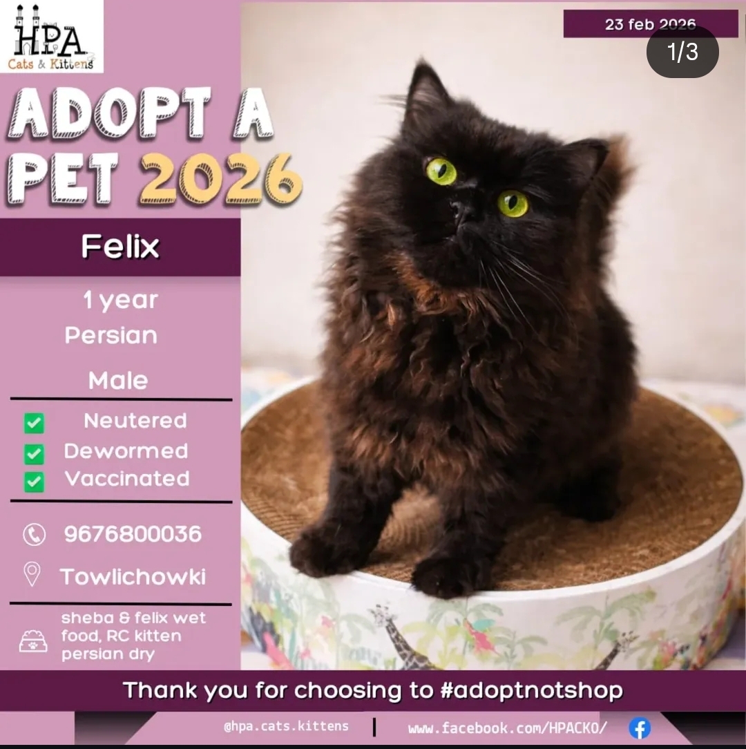 🐱 Felix – 1 Year Persian (Male)