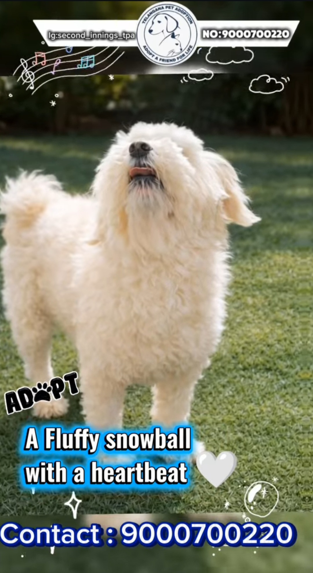 Fluffy Snowball (White Dog)