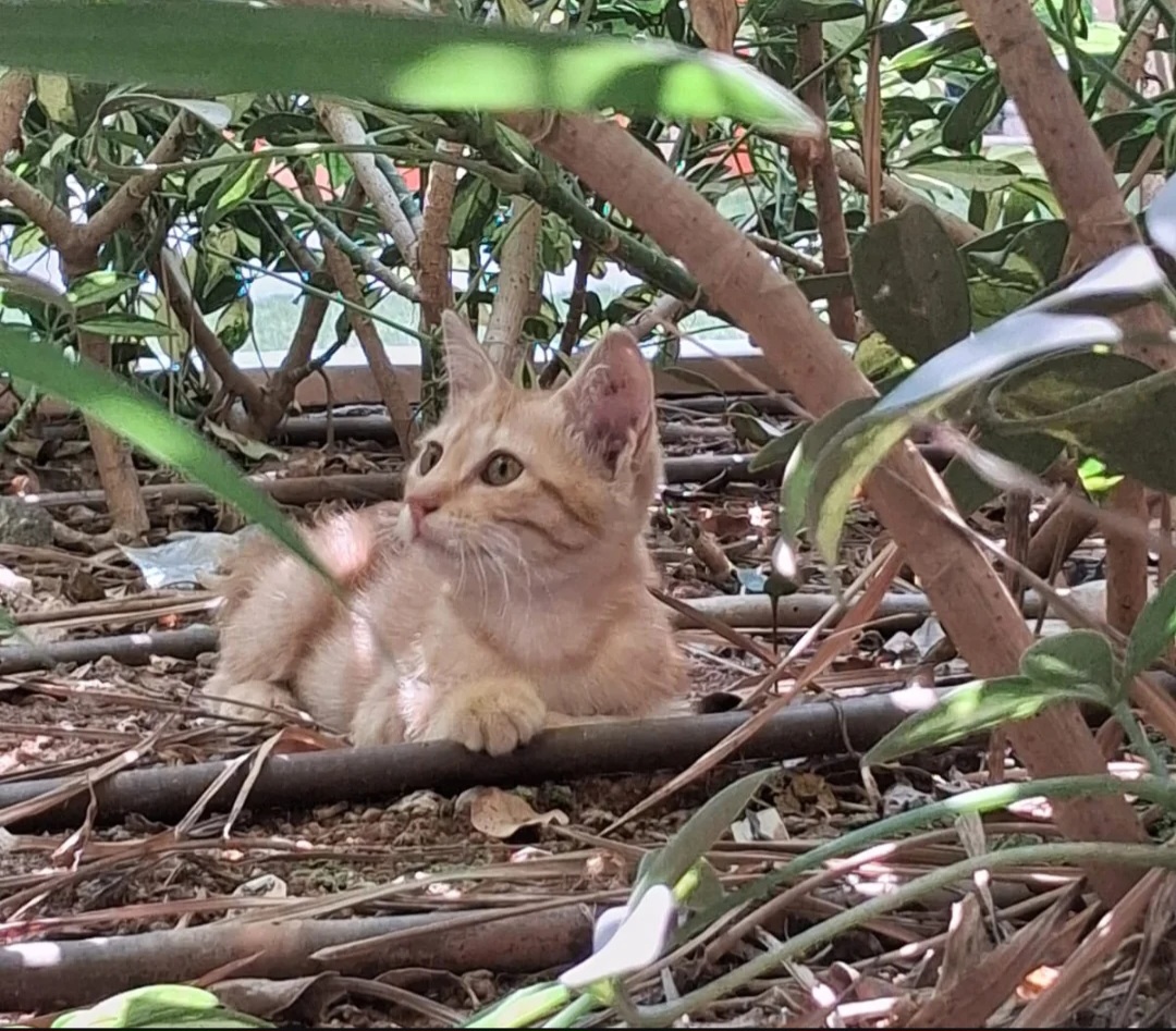 FOSTER / ADOPTION APPEAL – URGENT HELP NEEDED 🐾