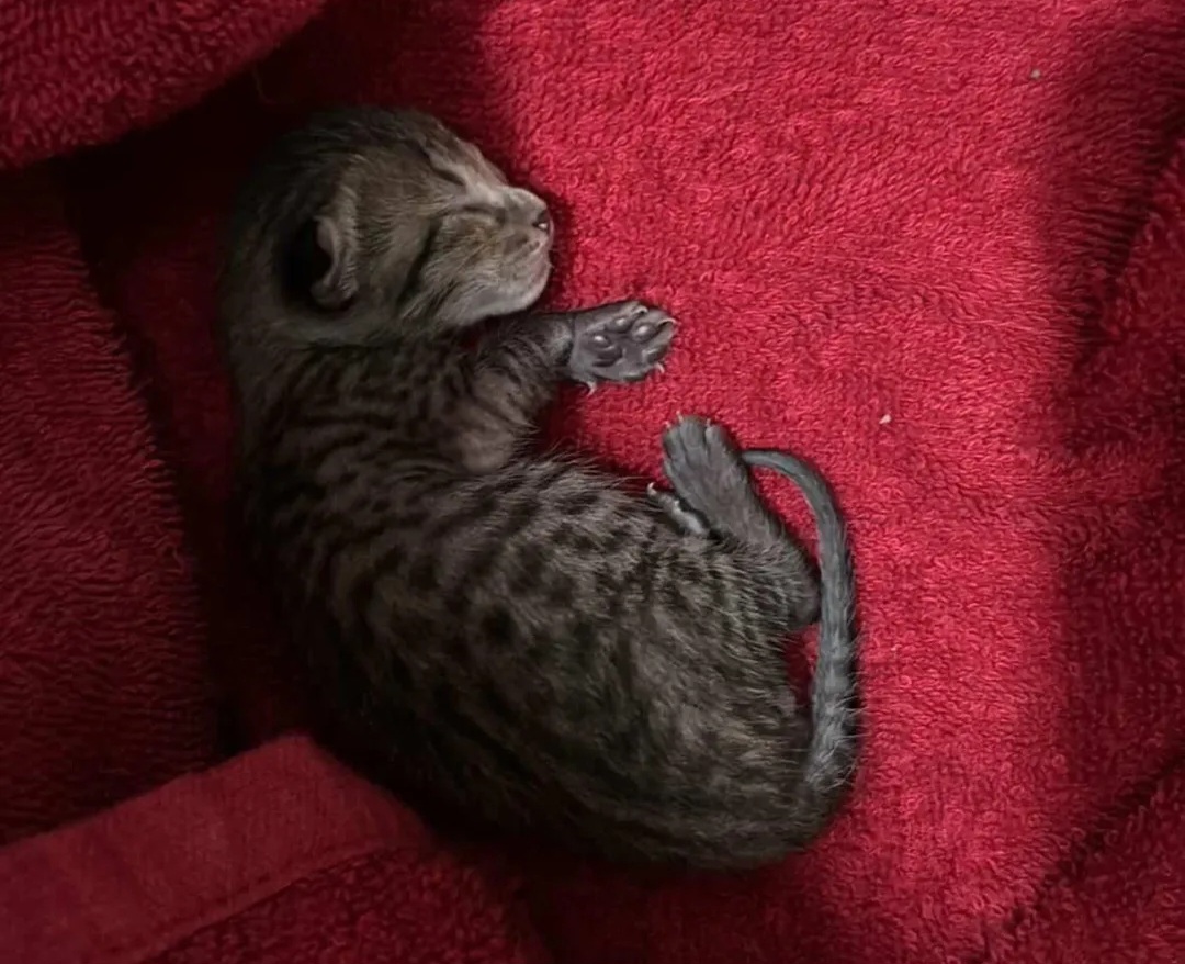 🚨 FOSTER APPEAL – URGENT 🚨