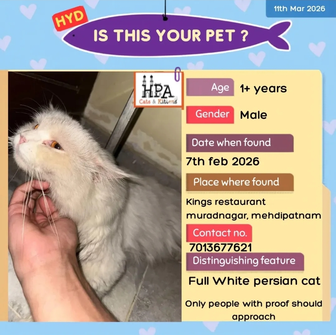 🐾FOUND CAT – HELP REUNITE WITH OWNER🐾