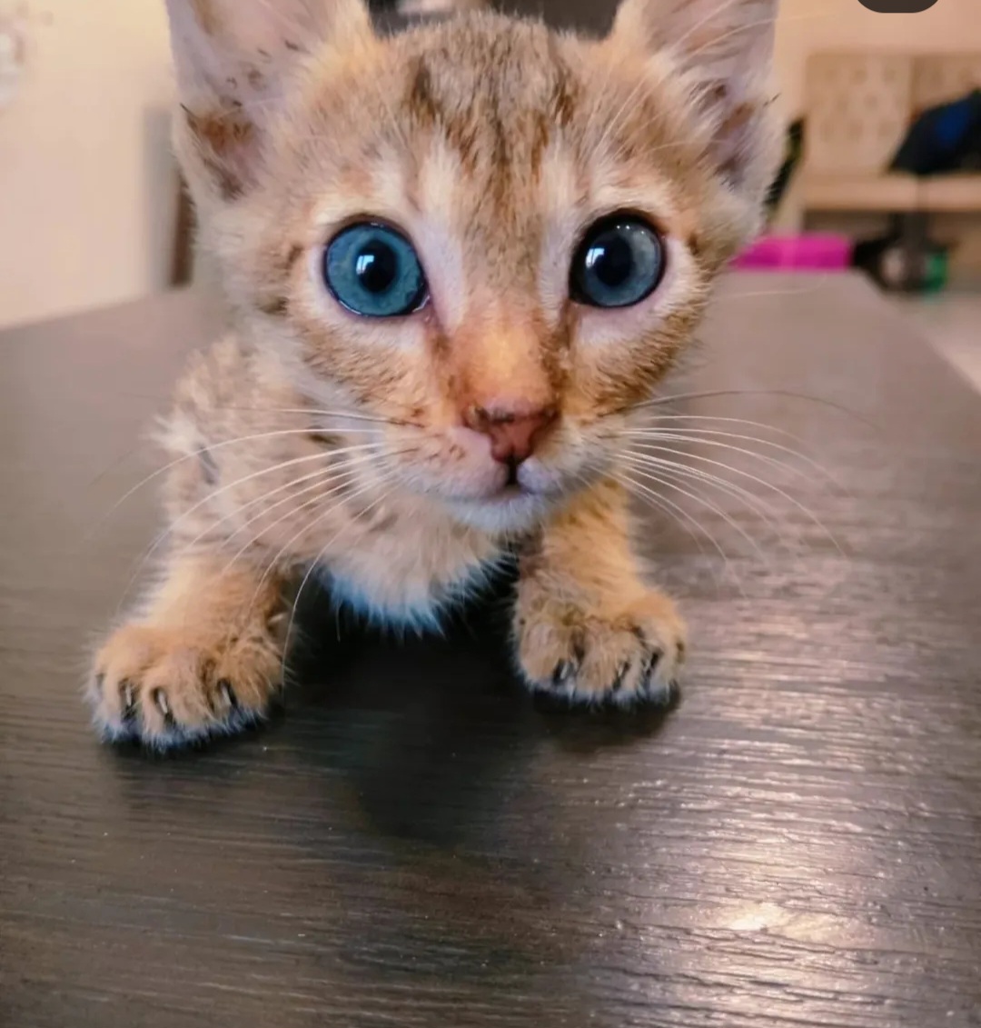 ✨ FREE ADOPTION APPEAL – MEET BLUE LAGOON 💙🐾 ✨