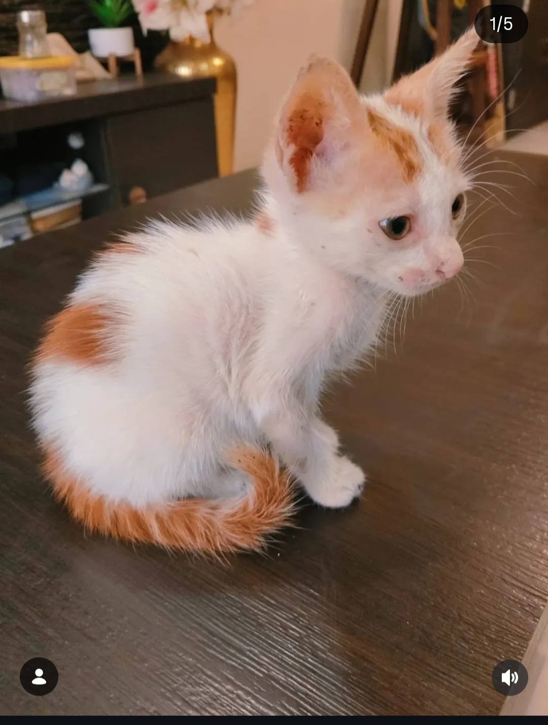 🌼 FREE ADOPTION APPEAL – MEET CHAMELI 🌼