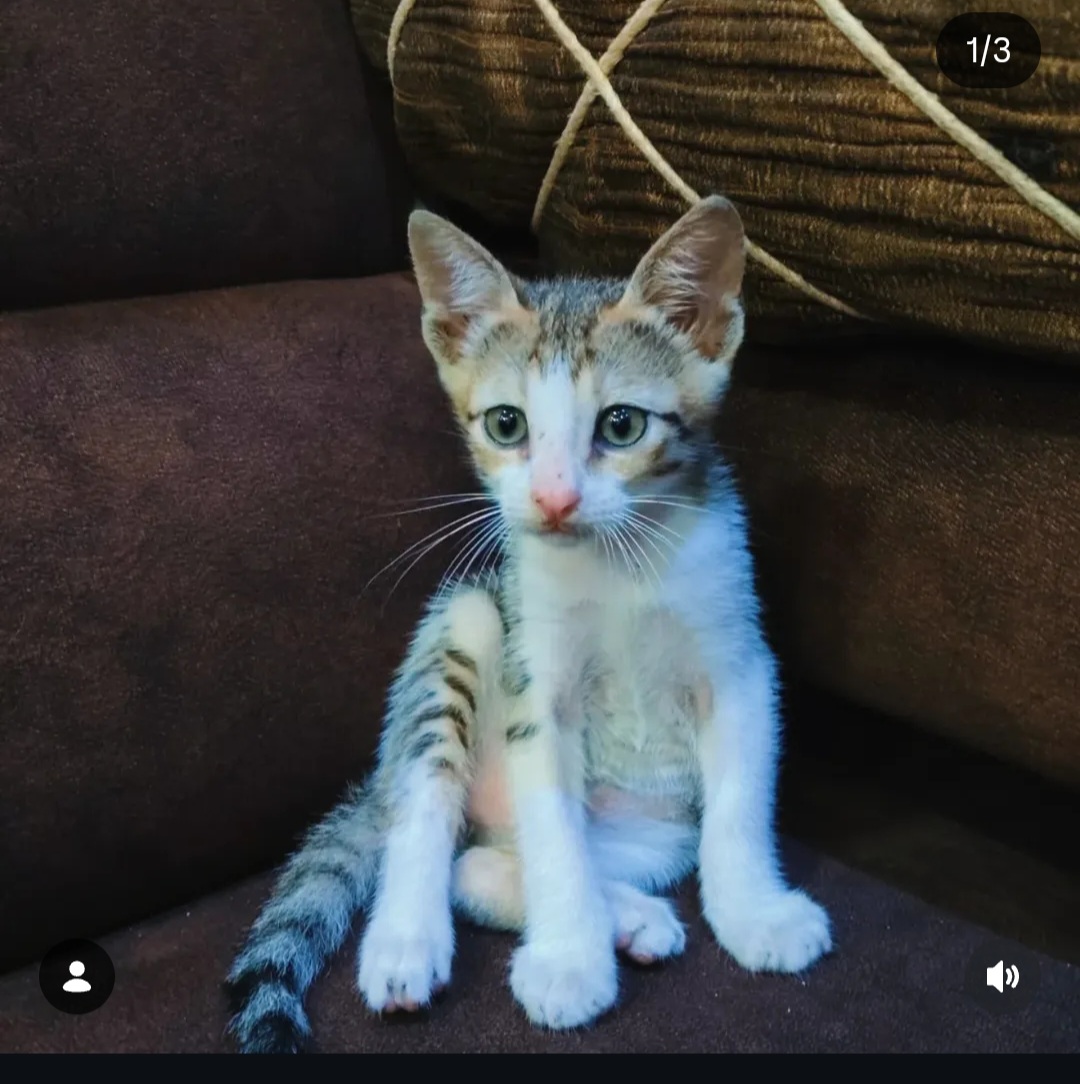 🐾 *FREE ADOPTION APPEAL* 🐾