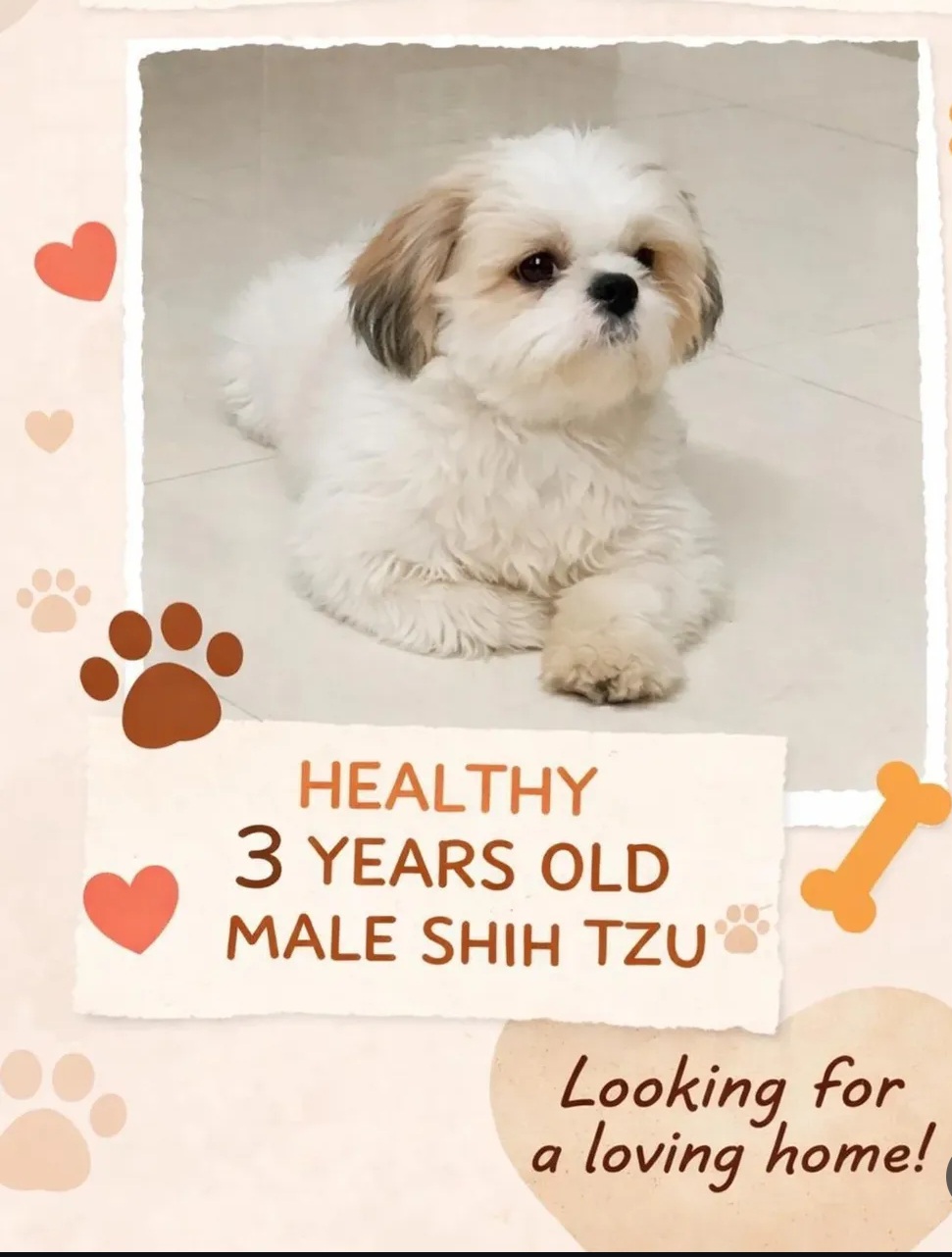 Friendly Male Shih Tzu Available for Adoption – Vaccinated, Well-Behaved