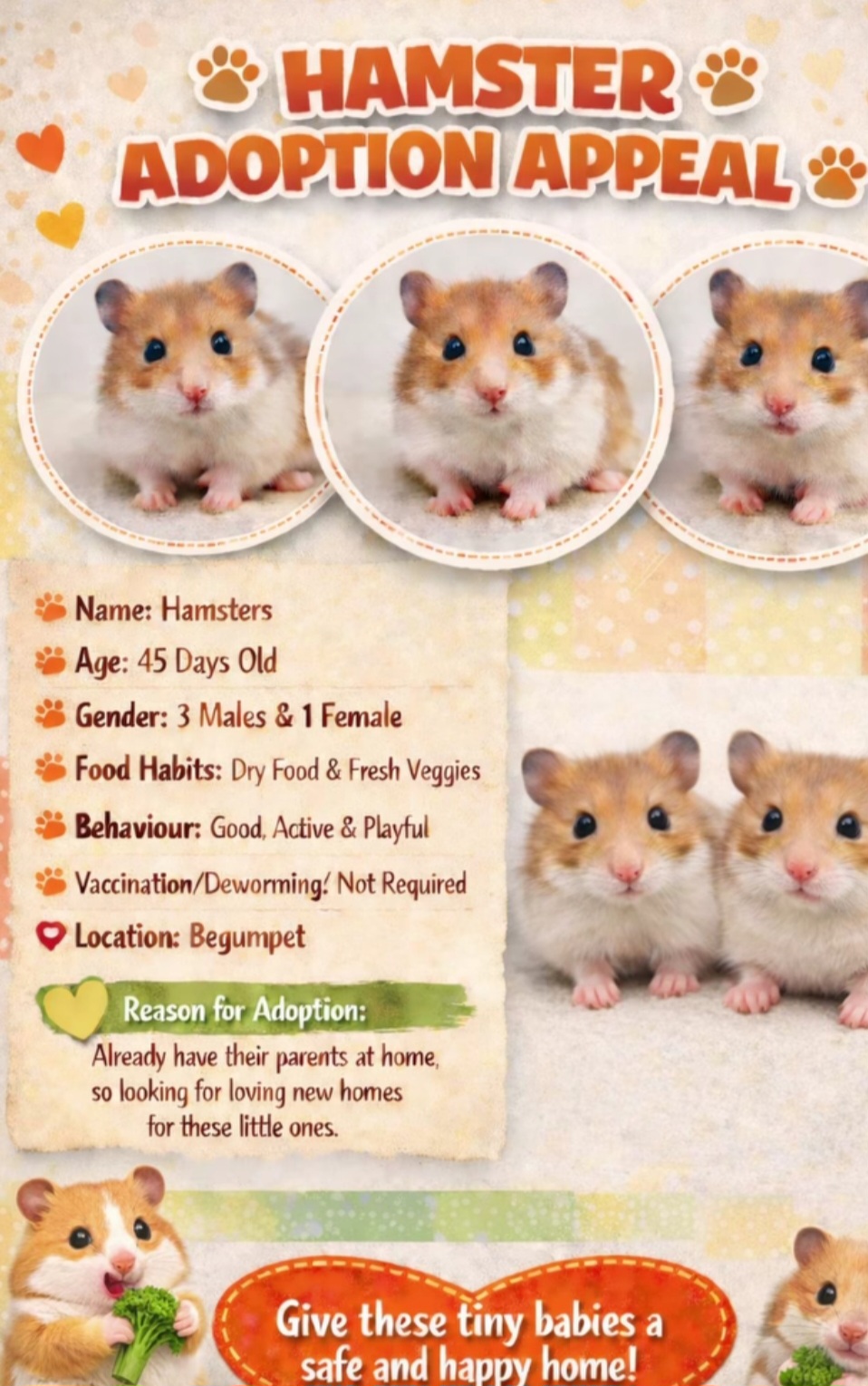 🐹 Hamster Adoption Appeal