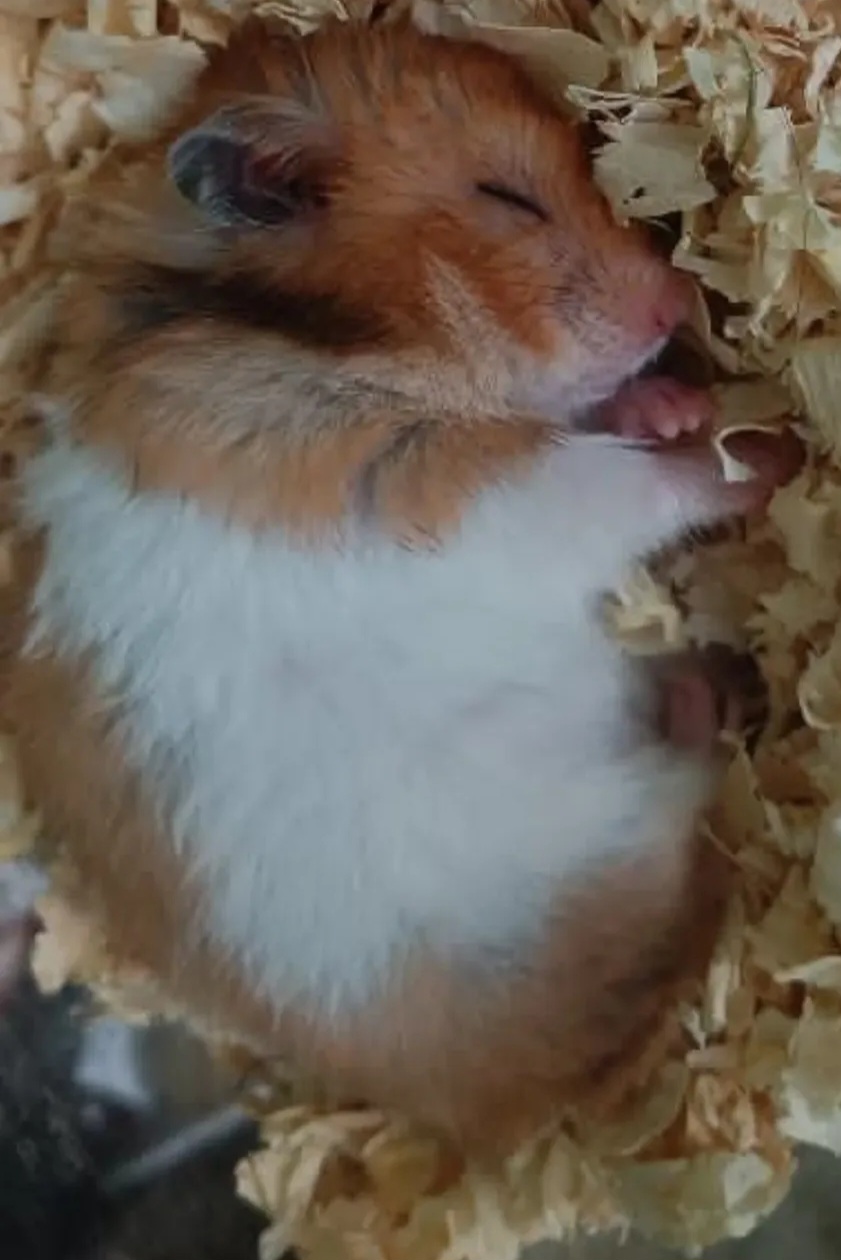 Hamster for Adoption