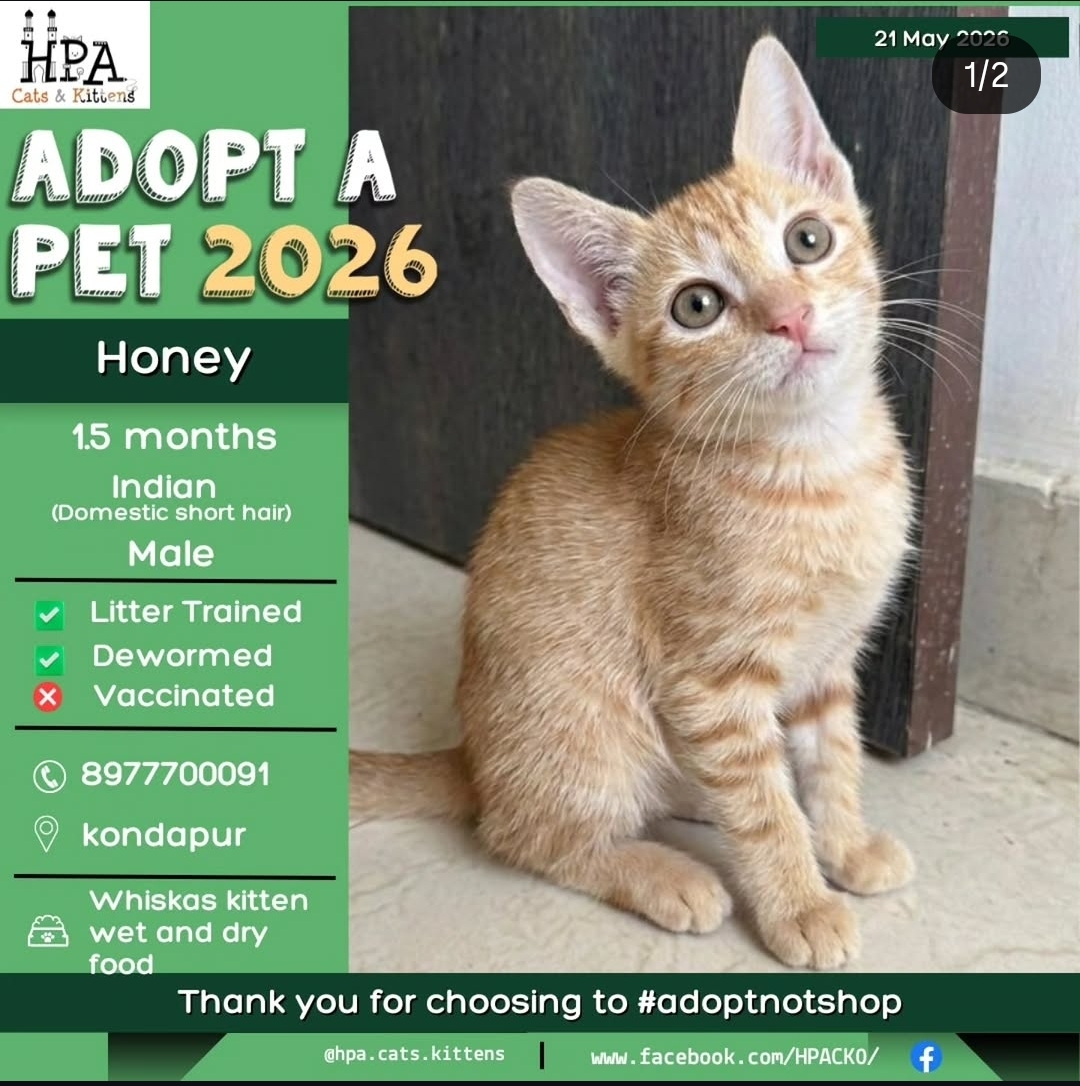 Honey – 1.5 Month Old Male Kitten for Adoption