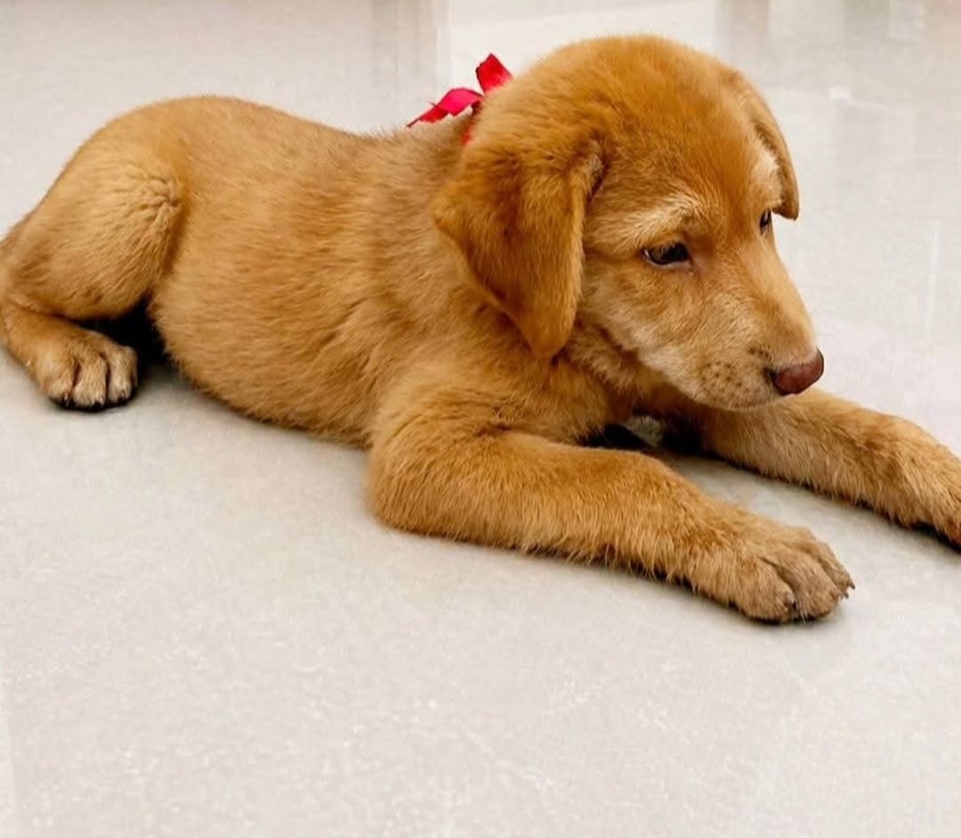🐶 Hyderabad Adoption – Chocolate is Ready for a Home 🐶