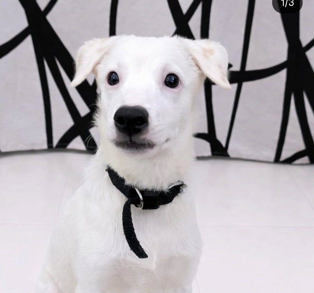 🐾 Hyderabad Adoption Post 🐾