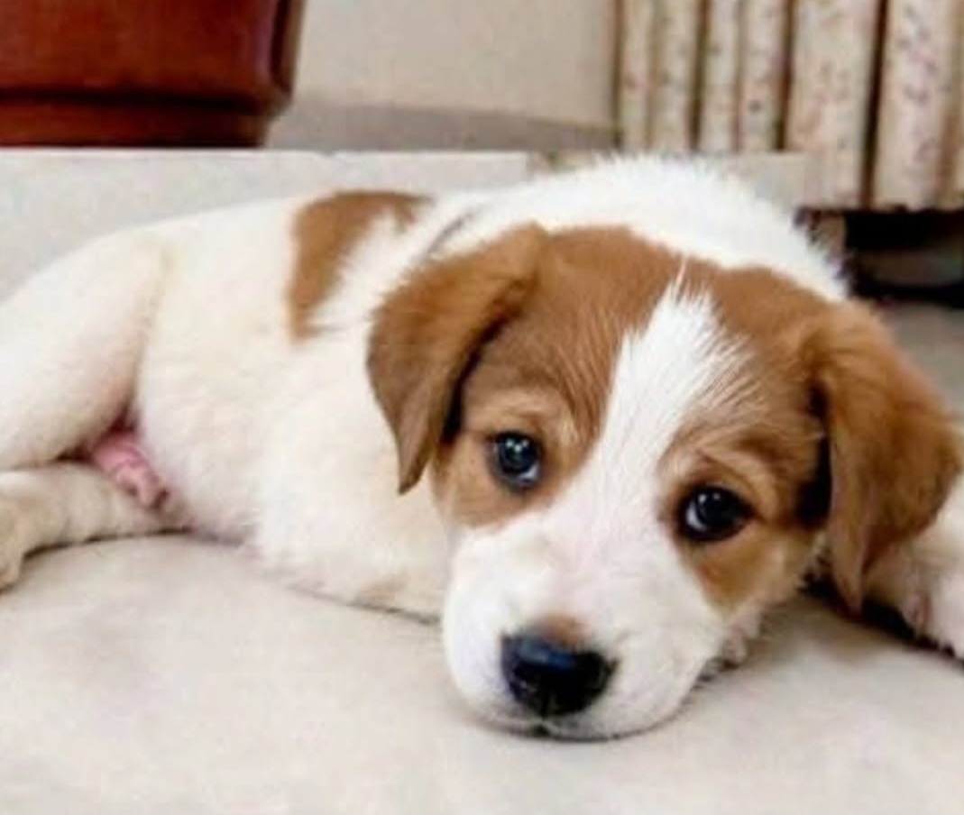 🐶 Hyderabad Adoption – Smush Needs a Home 🐶