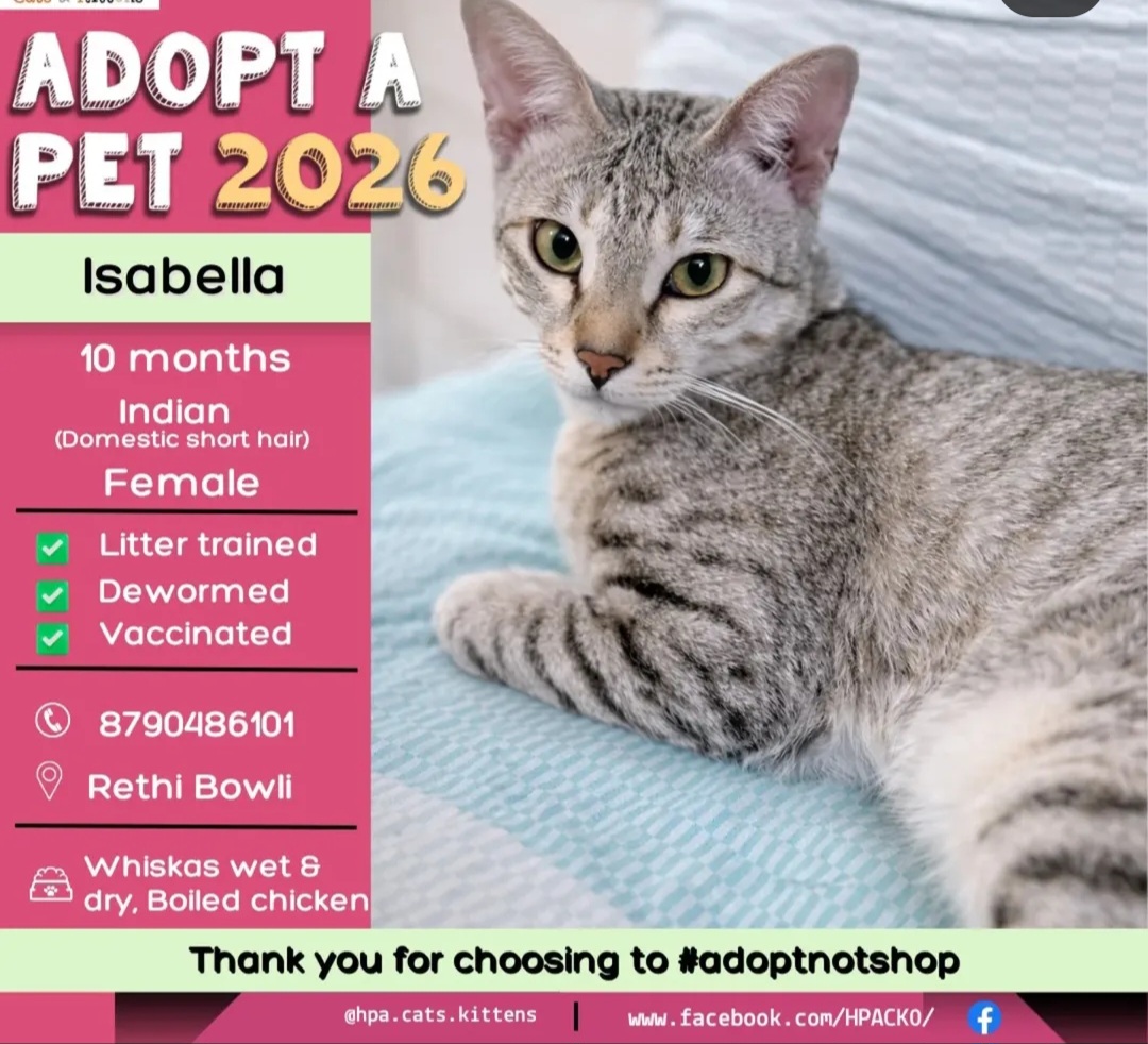 🐾 Isabella – Graceful & Loving