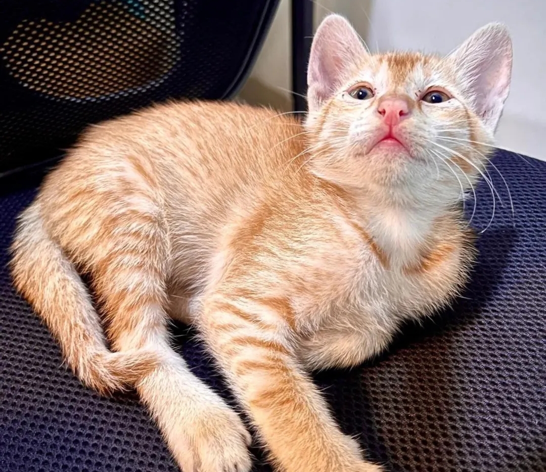 💞Jassi for Adoption