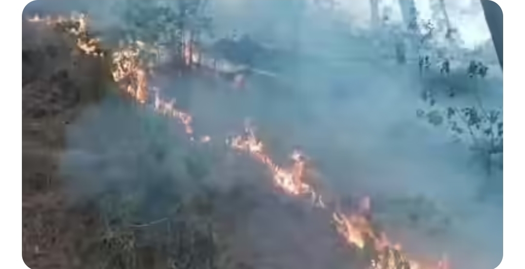 J&K: Days-long forest fires ravage Rajouri, wildlife enters residential areas