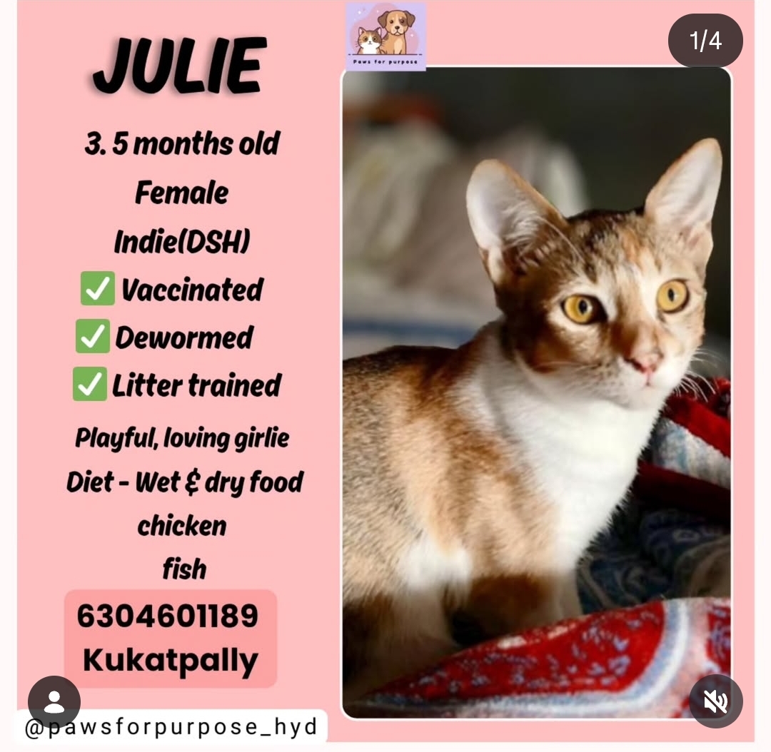 Julie – 3.5 Months Old (Kukatpally)