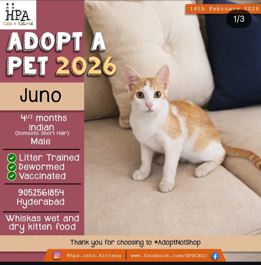 🐾 Juno – 4.5 Months (Male)