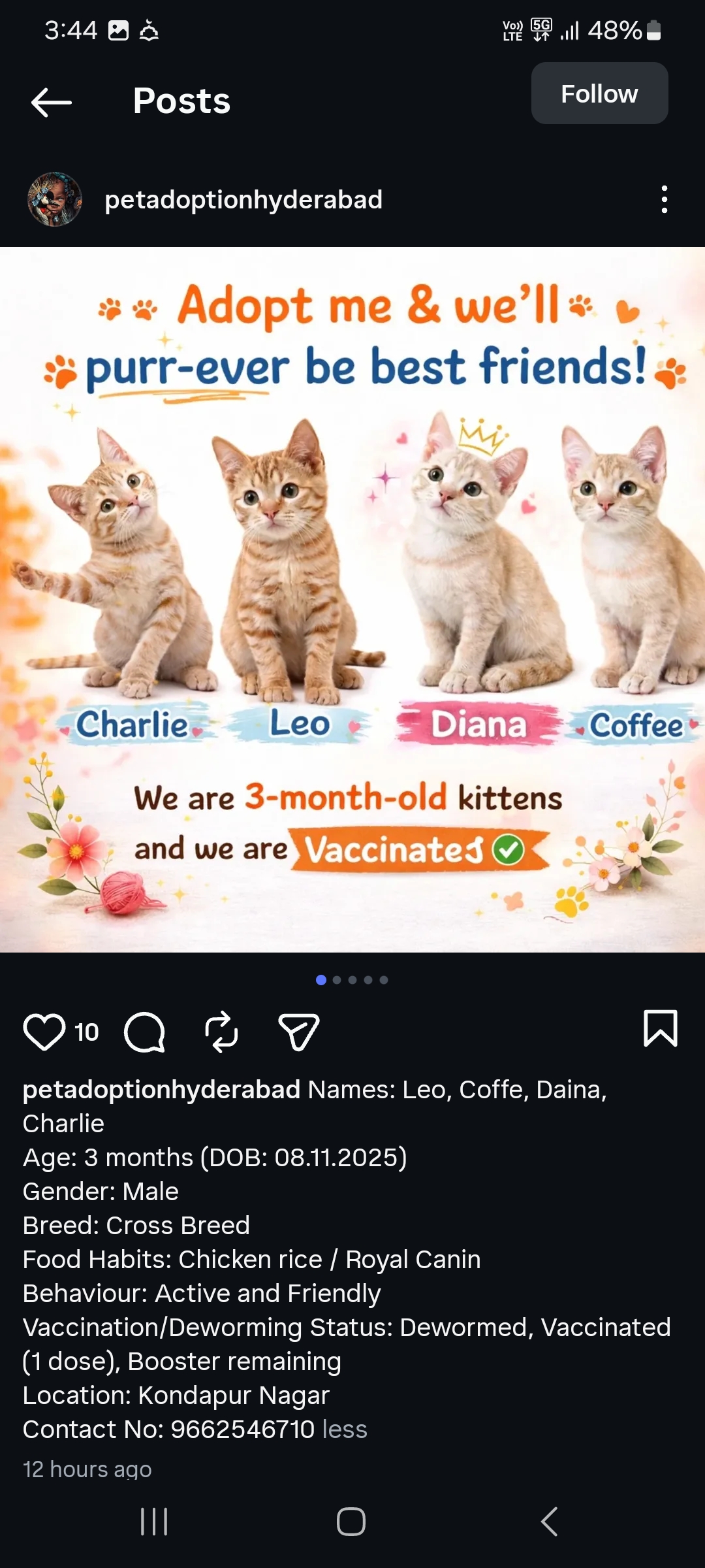 Kitten Adoption Post – Kondapur Nagar