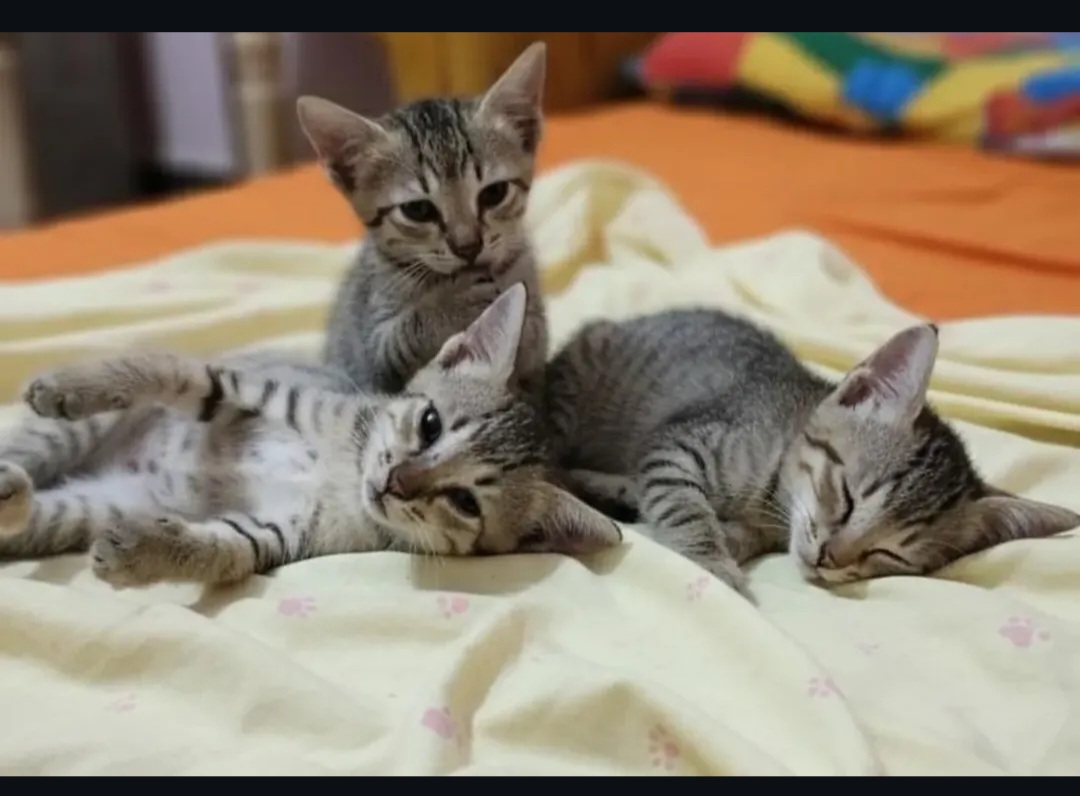 Kittens Adoption!!!!