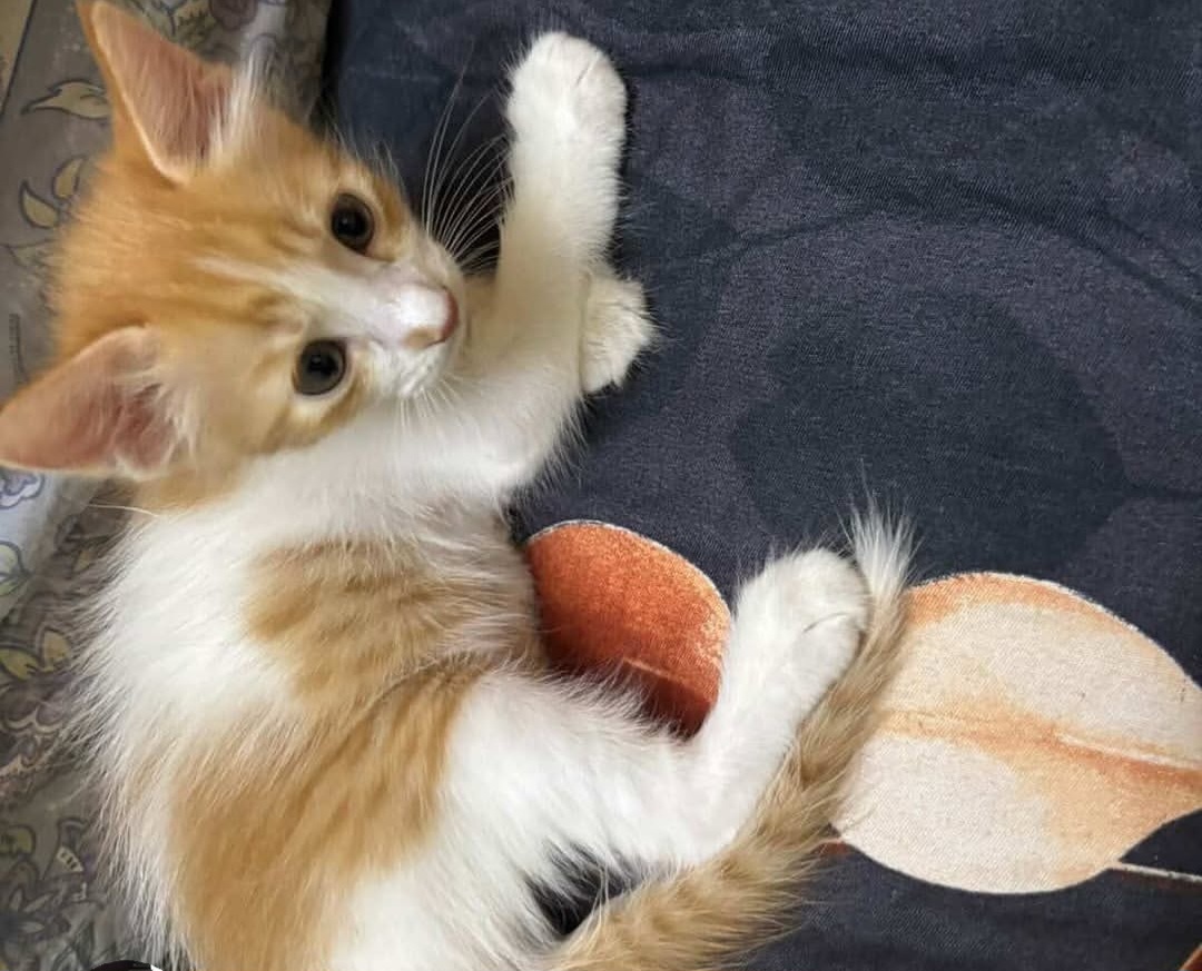 Kittens Available for Adoption in Pune (Yerwada)