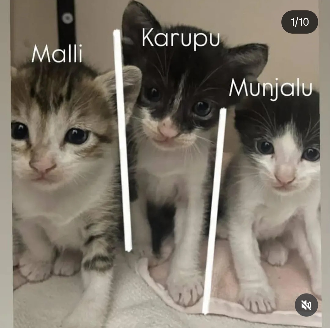 🐾 Kittens Up for Adoption 🐾