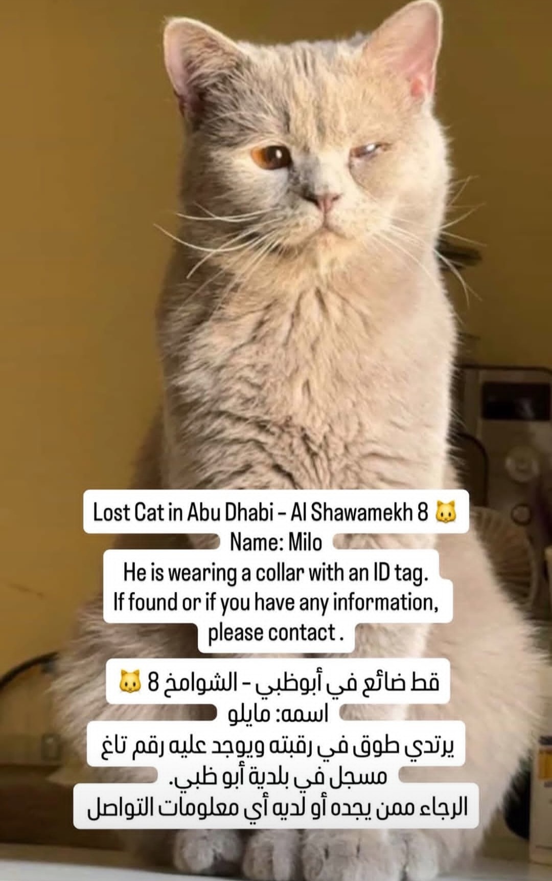 🚨 Lost Cat – Milo 🐾