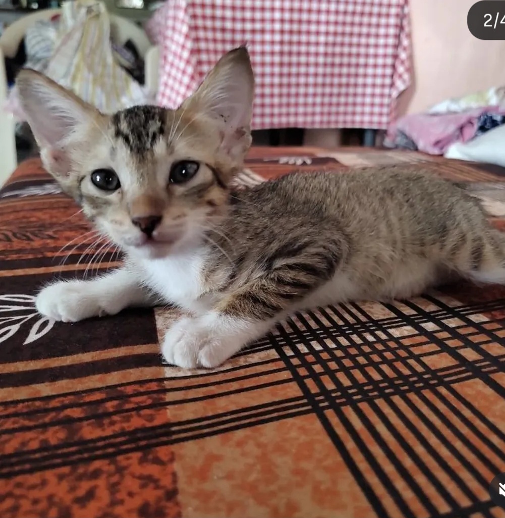 Luna – Adoption Post