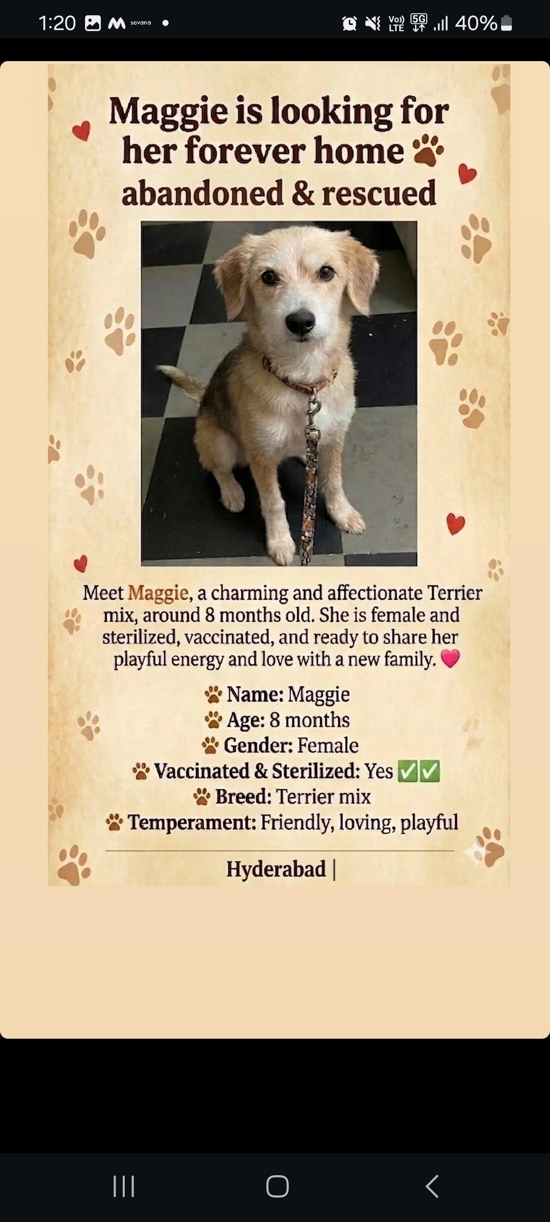 🐾 Maggie is looking for her forever home!