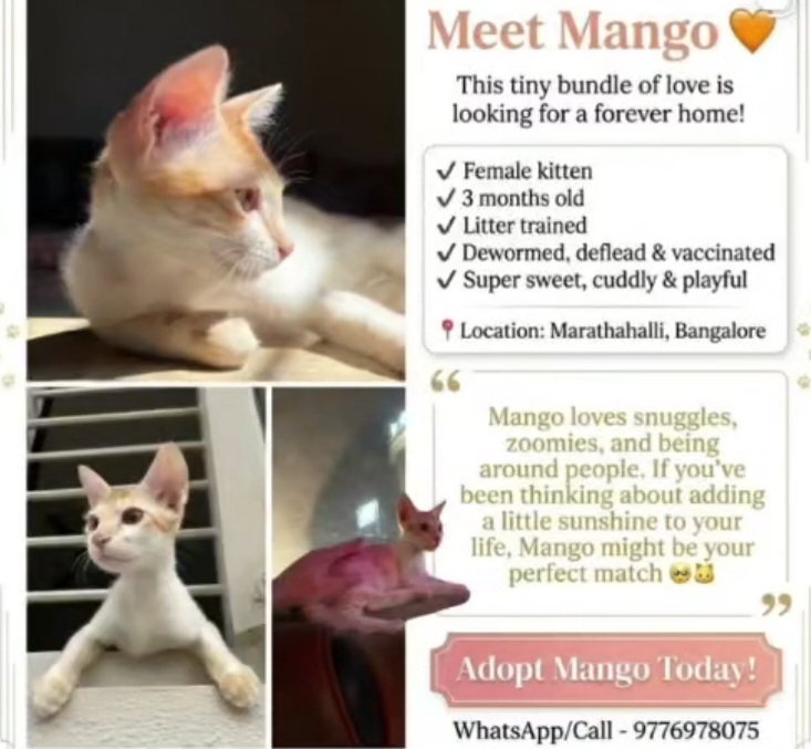 Mango Looking for a Loving Forever Home in Bangalore