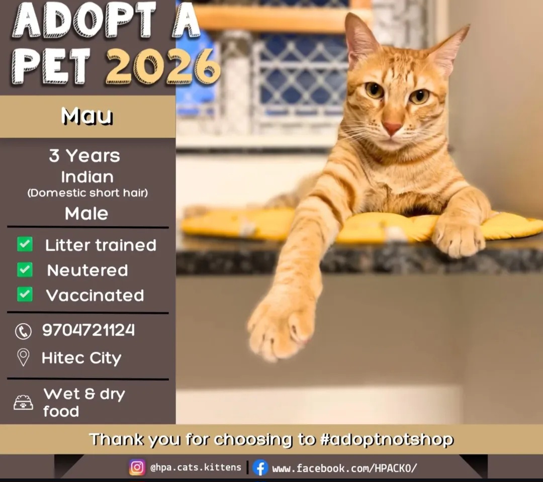 🐾 Mau – 3 Years (Male)