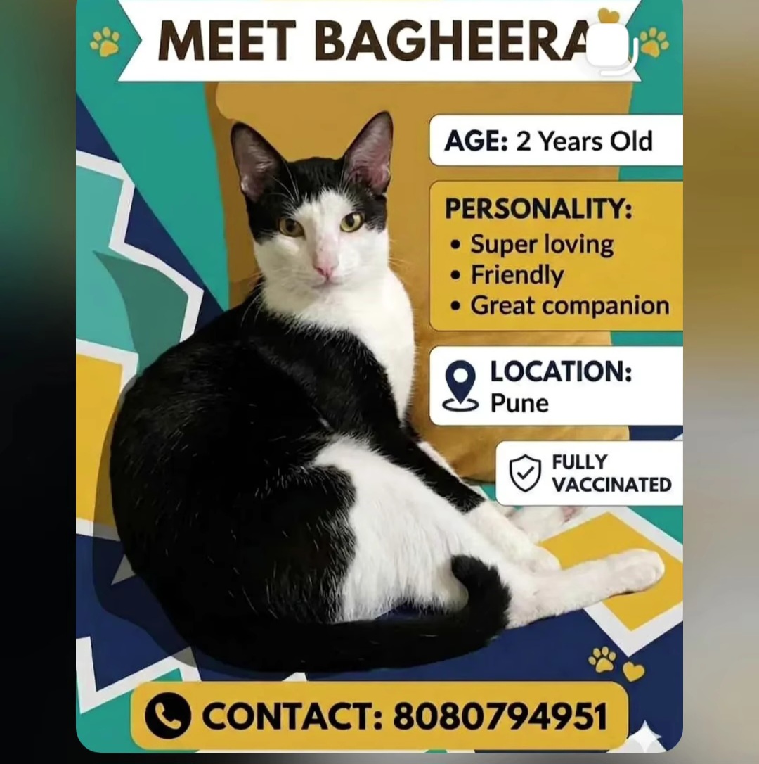MEET BAGHEERA