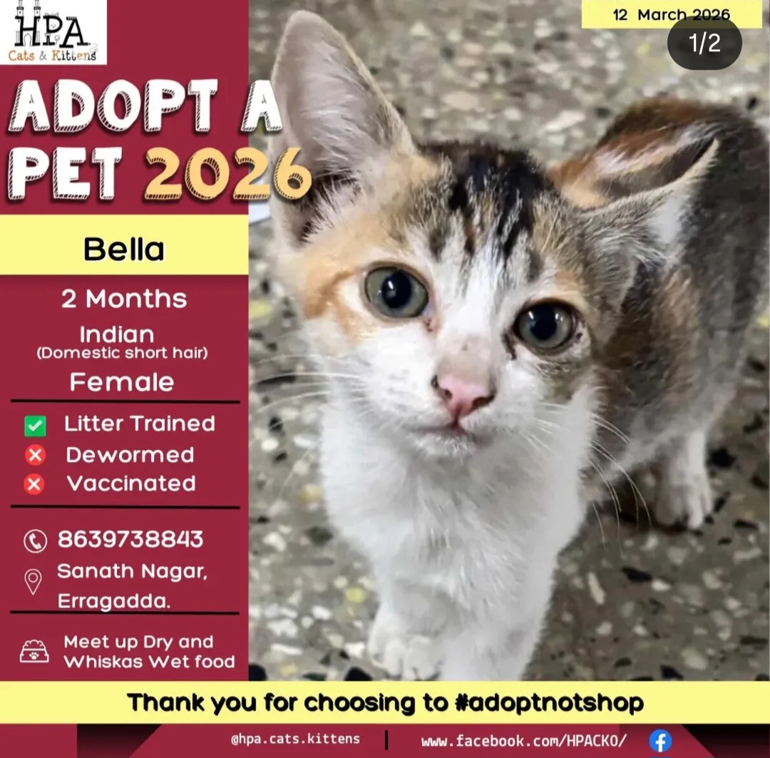 🐾 Meet Bella – Your Future Fur Baby!