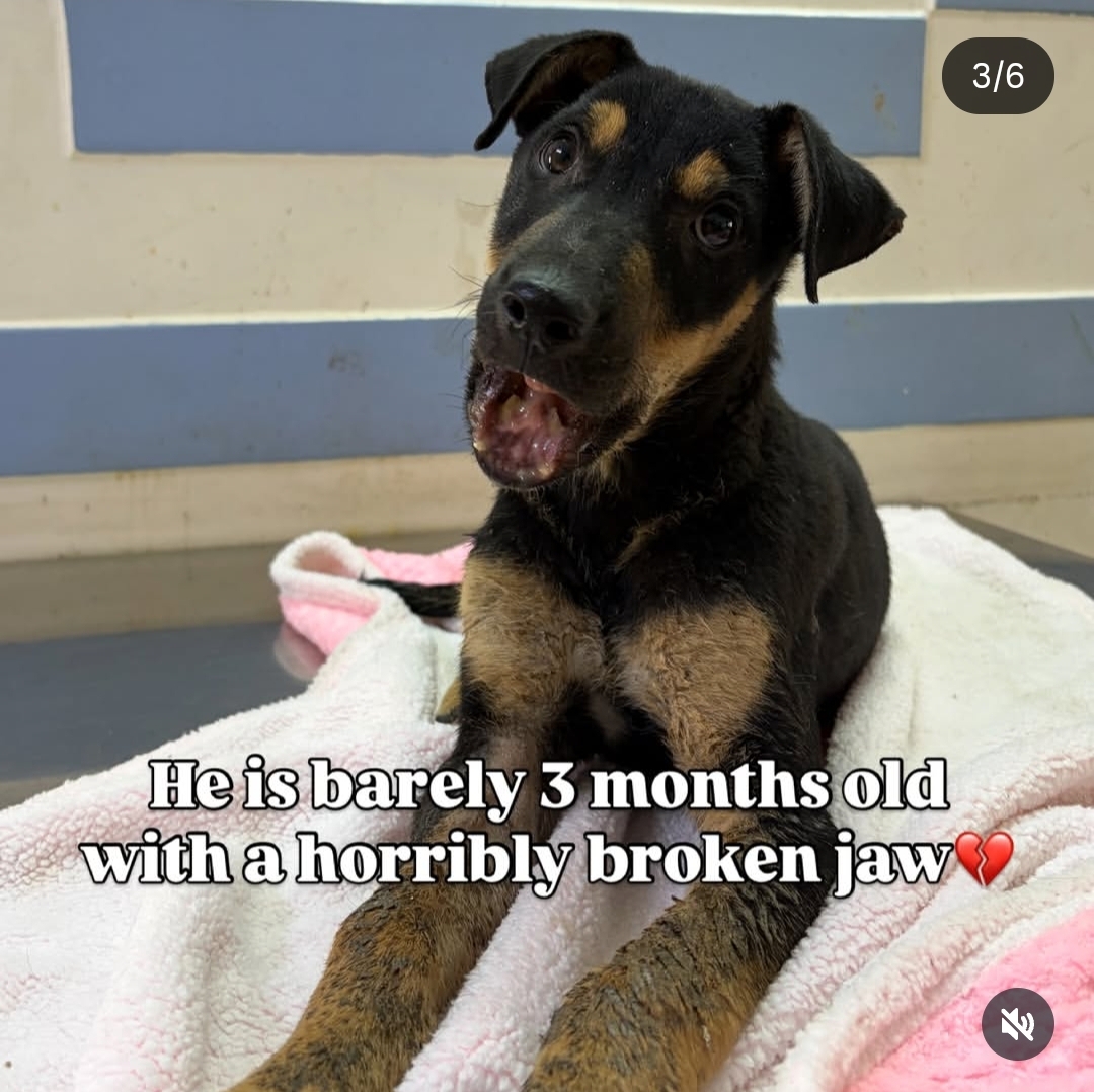 Meet Bhairav, a 3 month old puppy