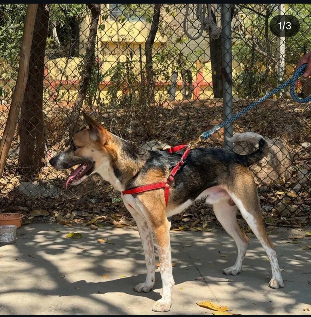 🐾Meet Bhairav – Your New Best Friend!🐾