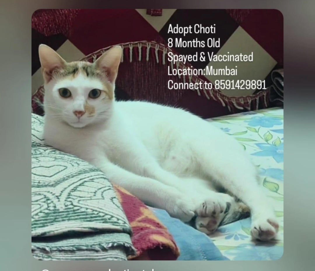 🐾 Meet Choti – Your New Furry Friend! 🐾