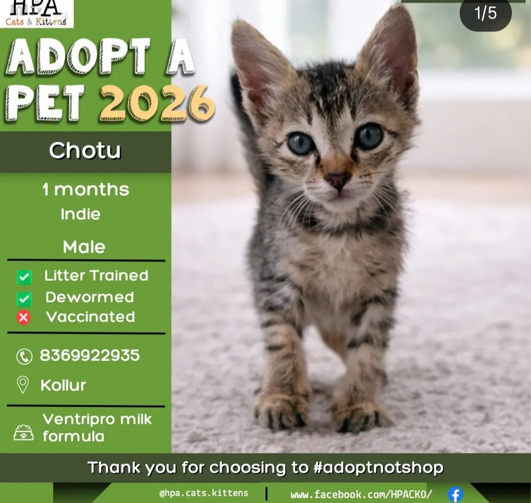 Meet Chotu 🐾 – a tiny bundle of joy looking for his forever home!