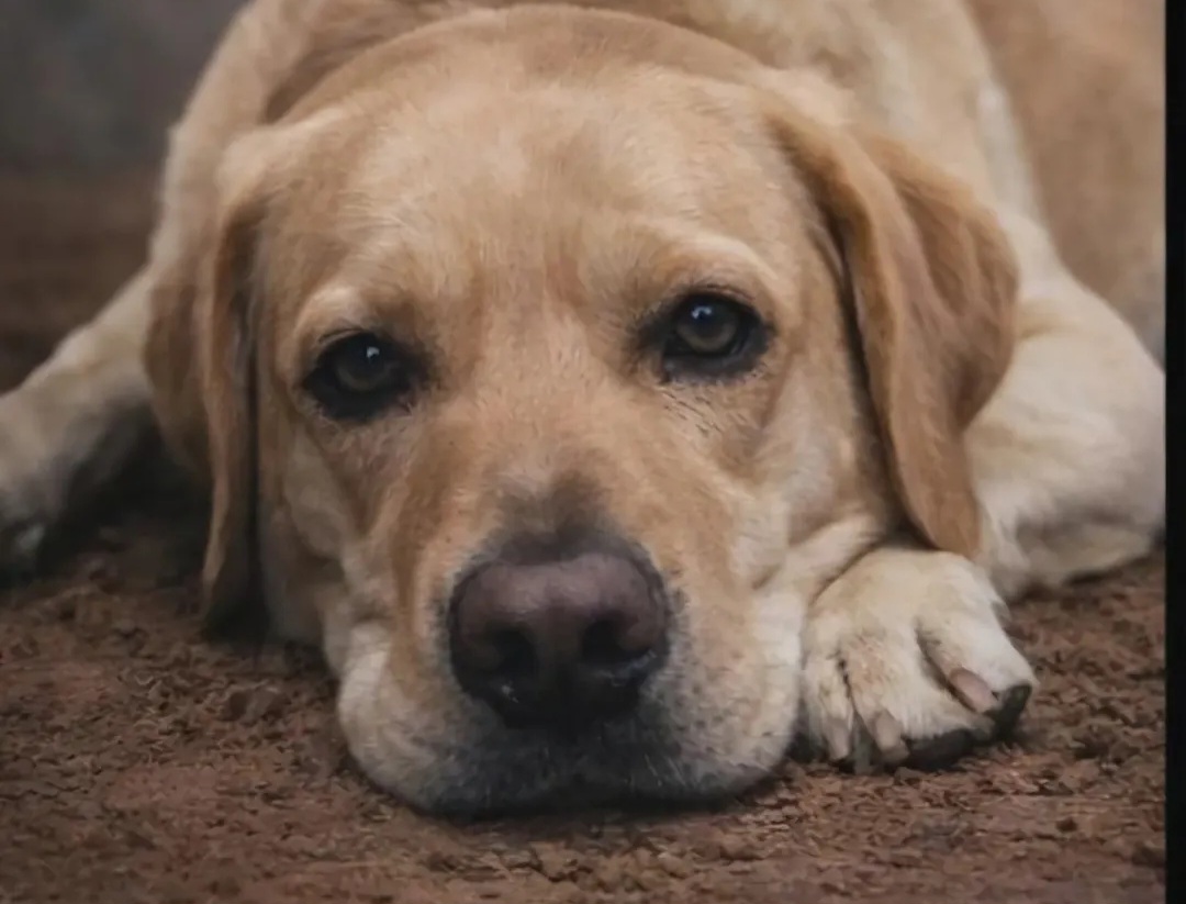 🐾 Meet Cooper – Your Loyal Companion! 🐾