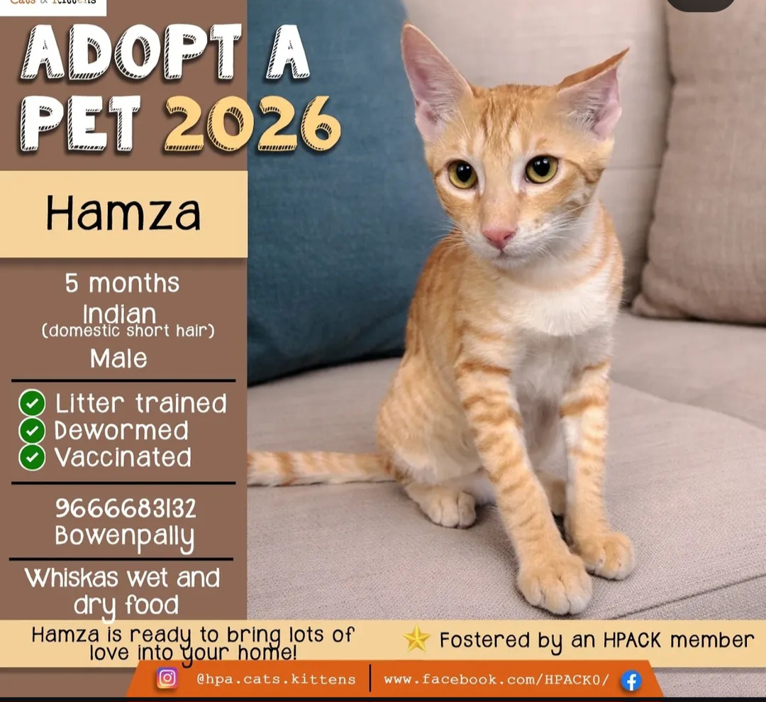 🐾 Meet Hamza 🐱💙