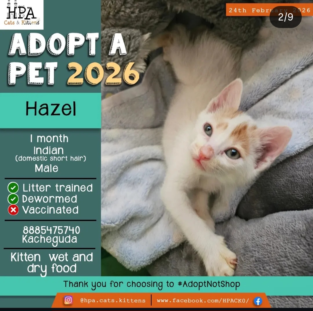 🐾 Meet Hazel – 1 Month Old Indian Domestic Short Hair (Male) 🐾