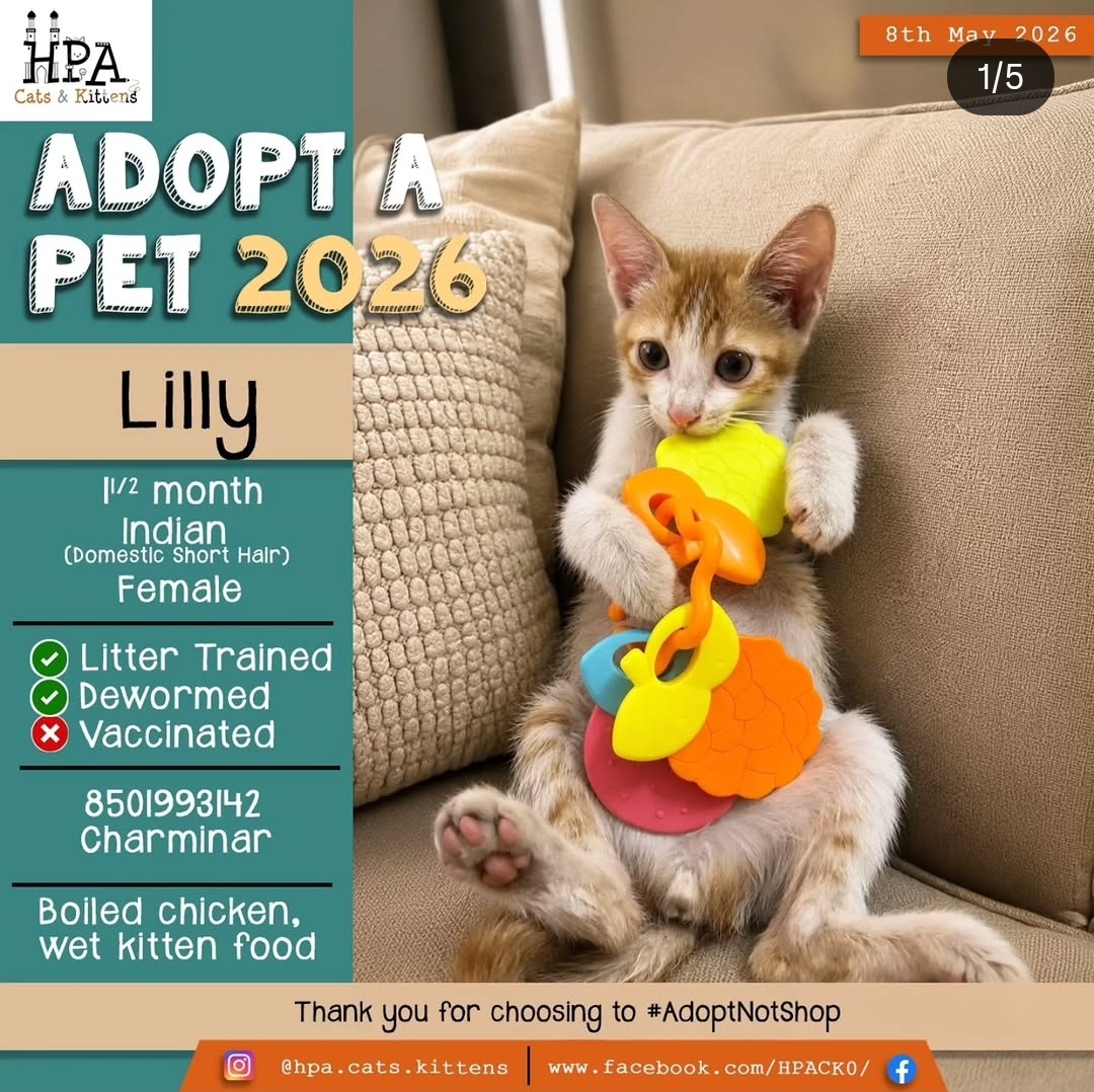 Meet Lilly 🐱💕