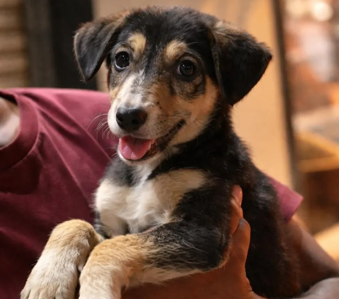 Meet Nimmi & Mintu – Cute Indie Puppies Looking for a Loving Home 🐾