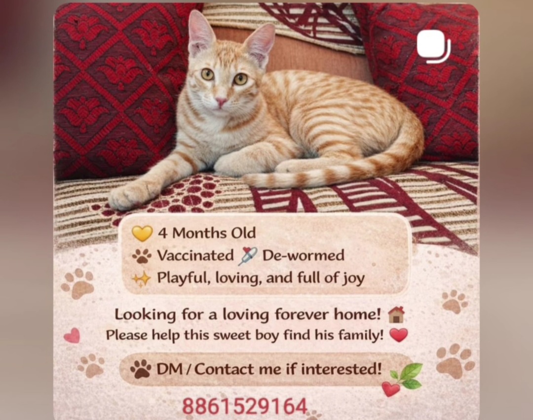 🐾 Meet Our Sweet Boy – 4 Months Old! 🐾