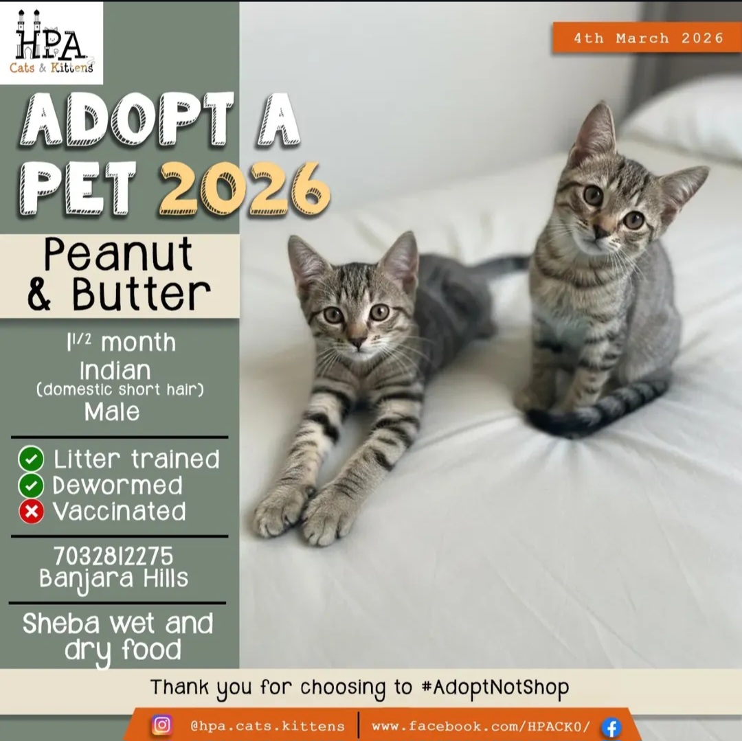 Meet Peanut & Butter! 🐾