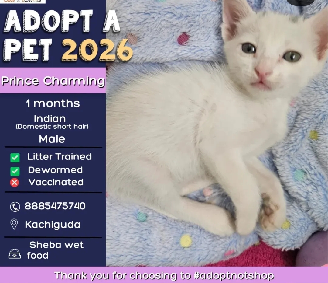 Meet Prince Charming 👑🐾