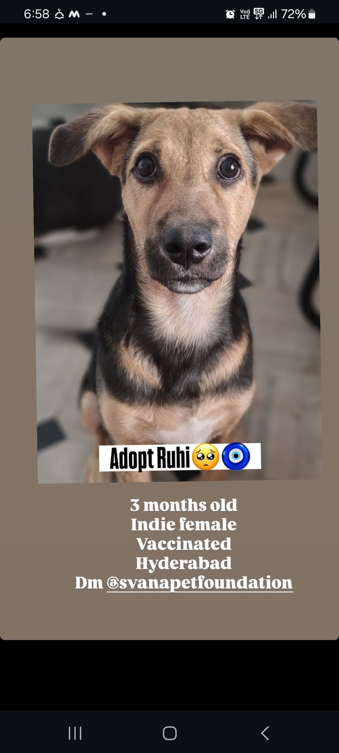 Meet Ruhi 🐾💛