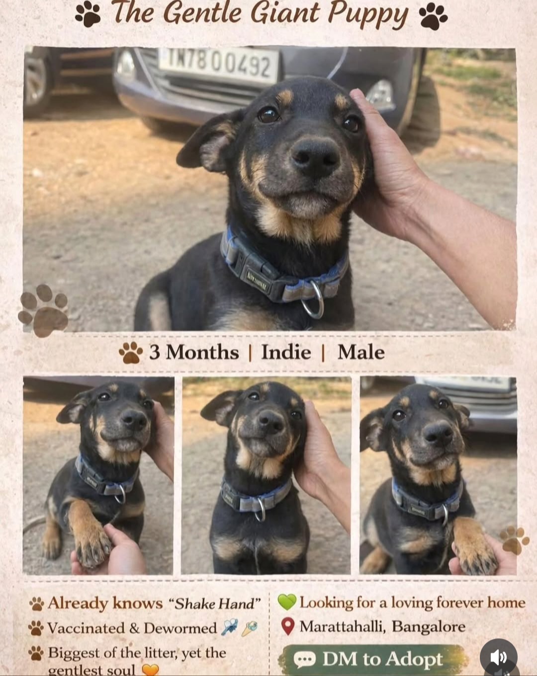 Meet The Gentle Giant Puppy 🐾