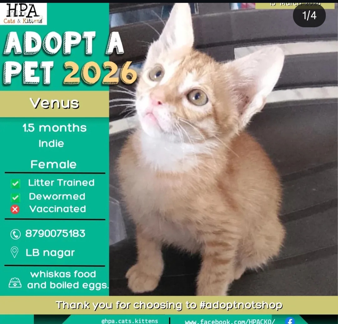 🐾 Meet Venus – Your Little Star! 🌟