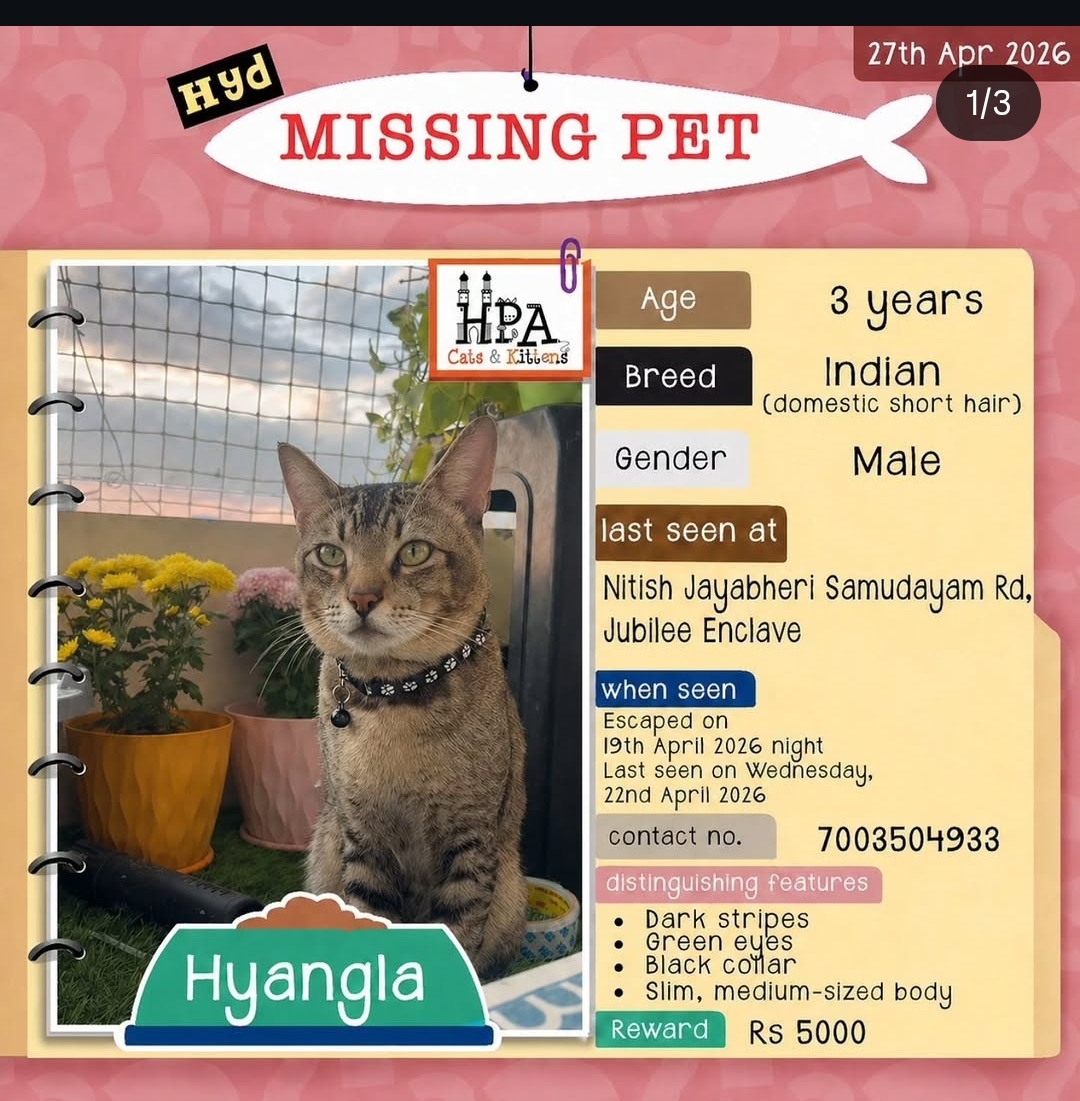 🐾 Missing Cat Alert (Jubilee Enclave, Hyderabad)