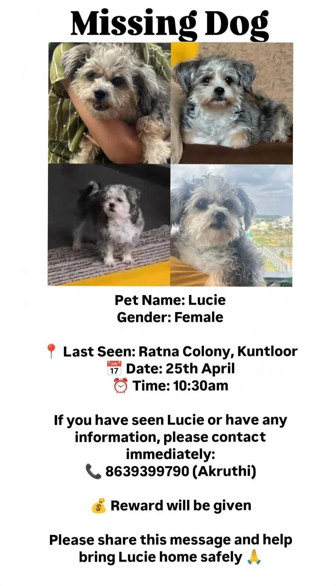 Missing Dog Alert 🚨