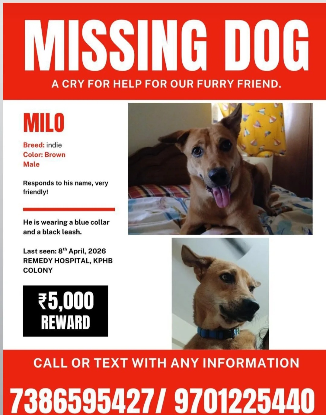 🚨 MISSING DOG – PLEASE HELP FIND MILO 🐾