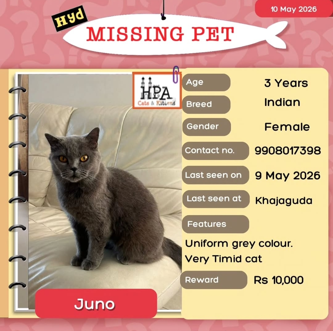 Missing Pet Alert – Juno